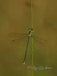Tengere pantserjuffer [Lestes virens]